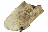 Fossil Triceratops Rib Section w/ Metal Stand - South Dakota #363605-1